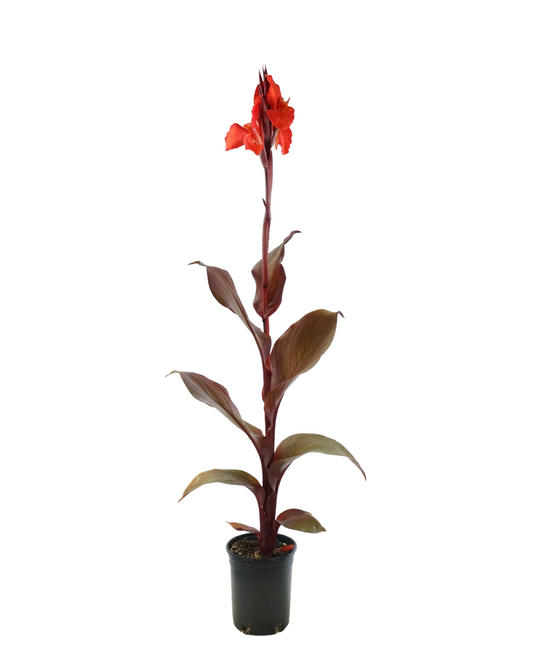 Canna 'Red Velvet'