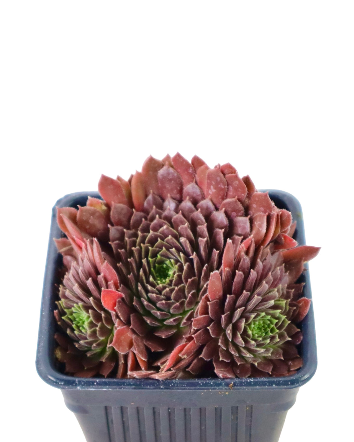 Sempervivum 'Pacific Red Tide' - Groundcovers