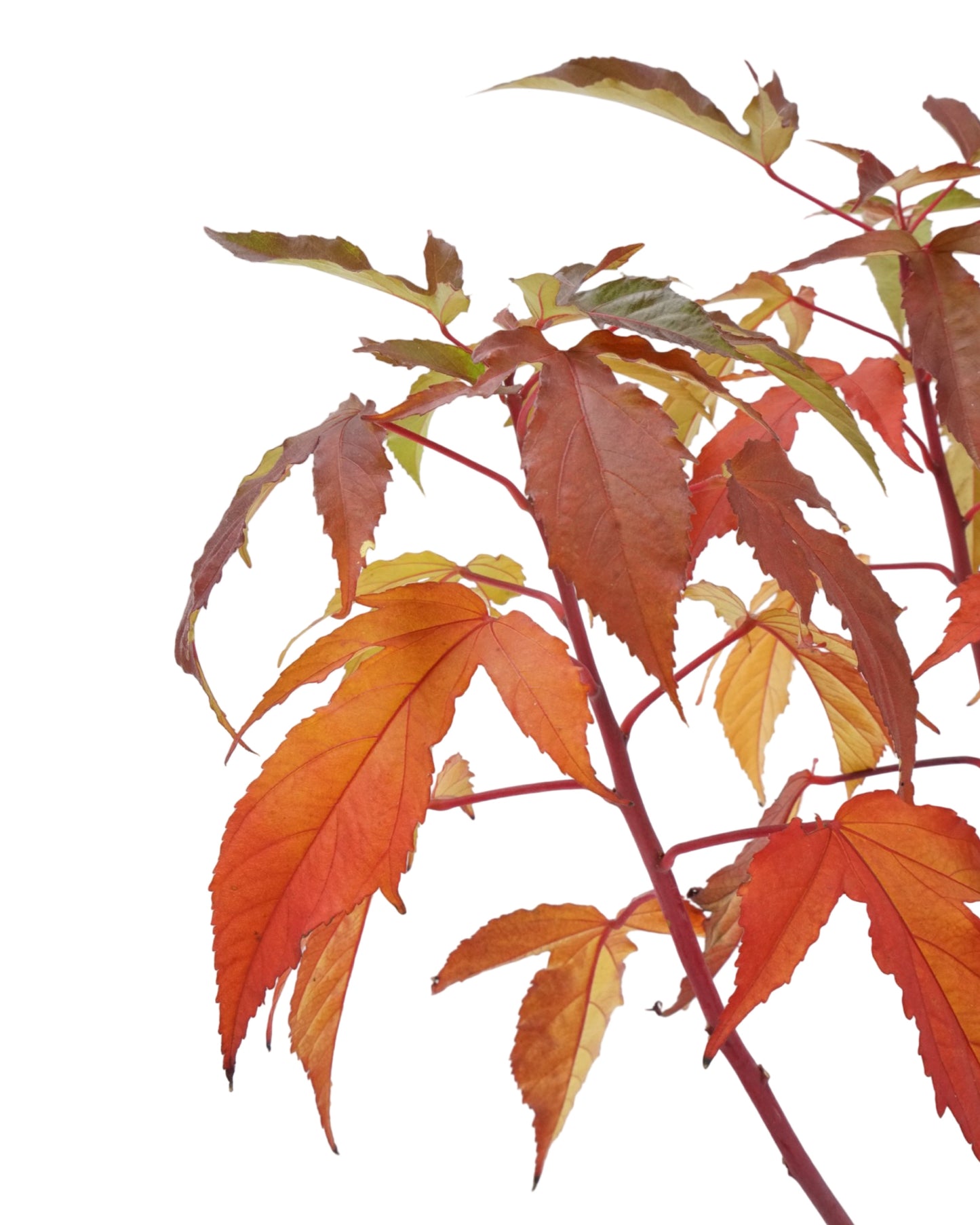 Hibiscus Carousel® 'Pink Passion'