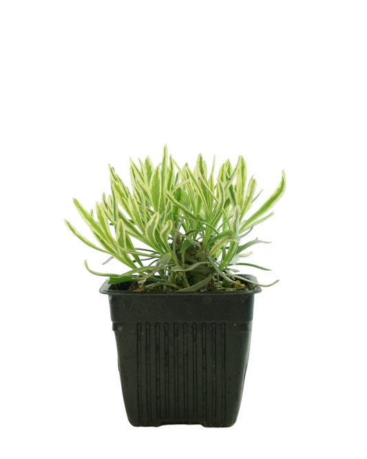 Lavandula angustifolia 'Platinum Blonde'