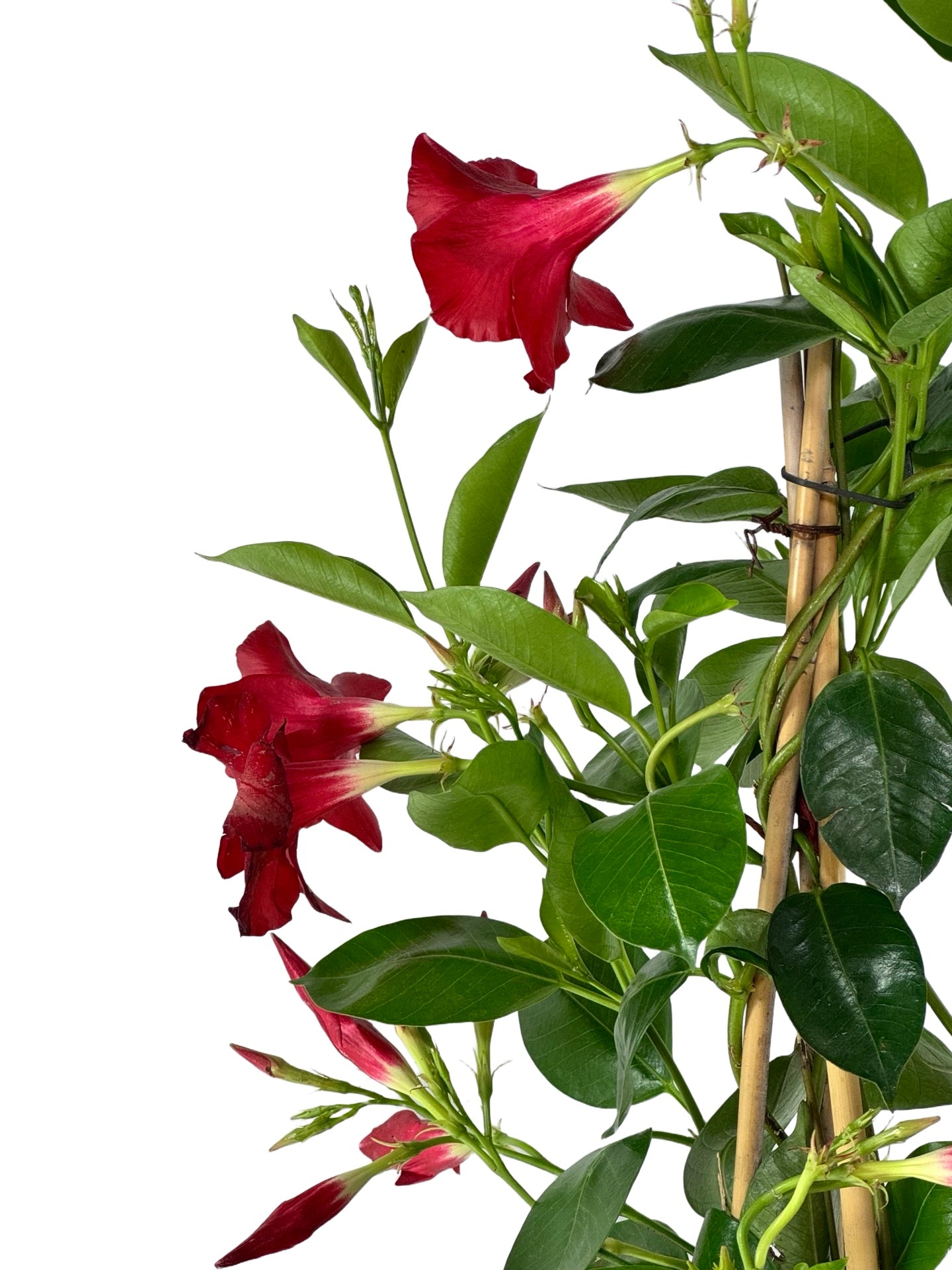 Mandevilla Sundenia® 'Red Improved - Tropical Plants