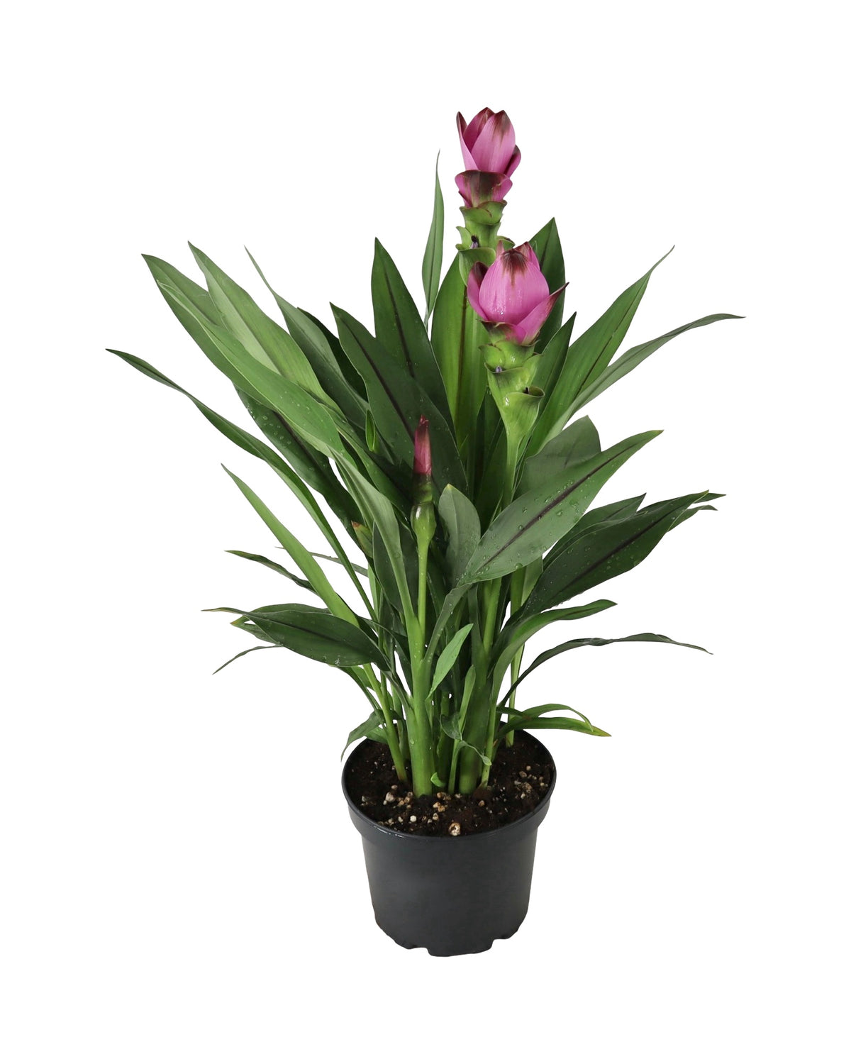 Curcuma alismatifolia - House Plants