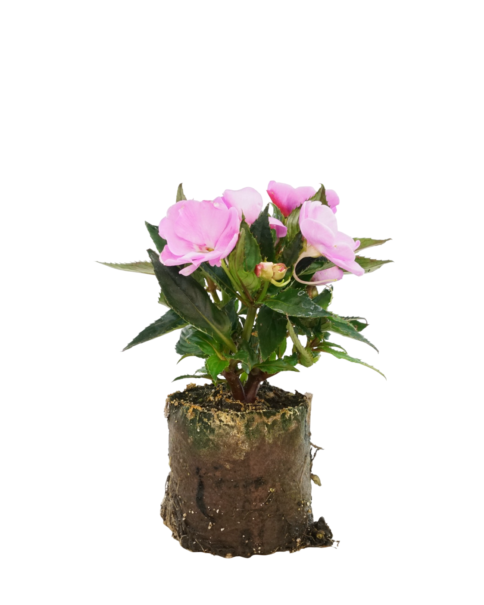 Sunpatiens 'Compact Lavender Splash' - Annuals