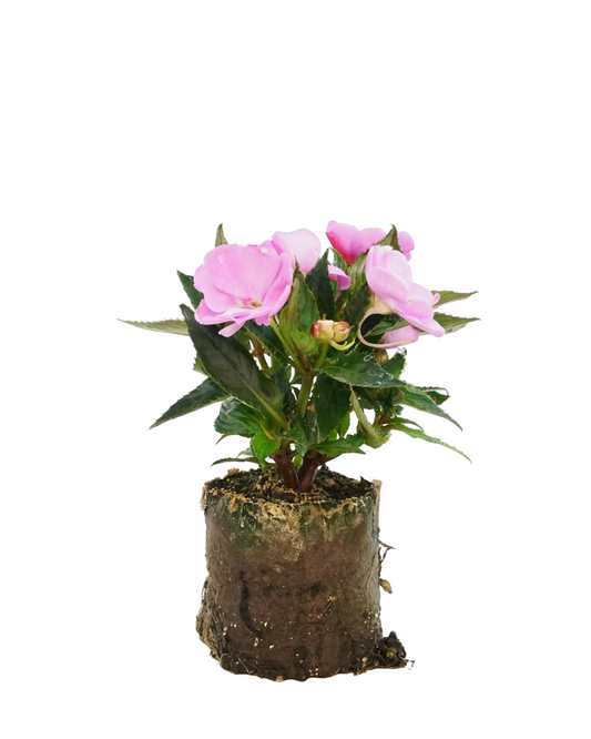 Sunpatiens 'Compact Lavender Splash' - Annuals