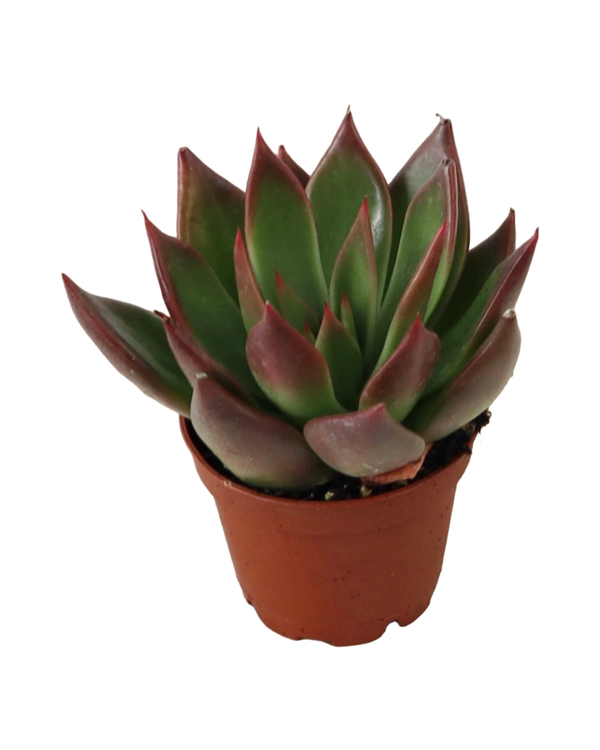 Echeveria ‘Fiesta’ - House Plants