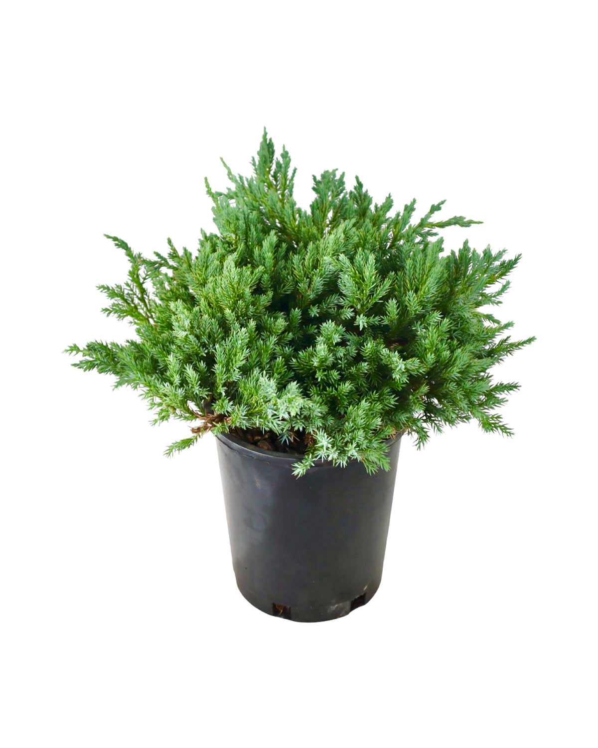 Juniperus squamata 'Blue Carpet' - Shrubs