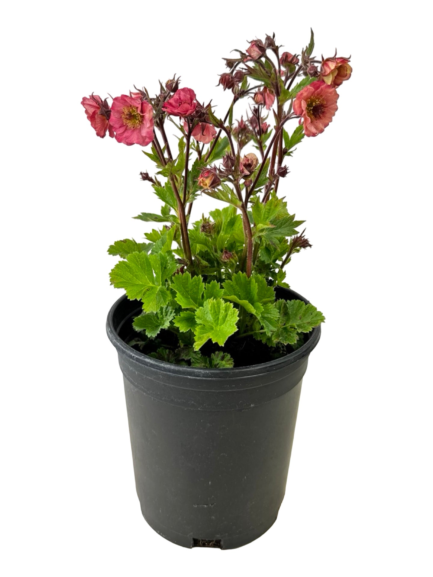 Geum 'Tempo Rose' - Perennials