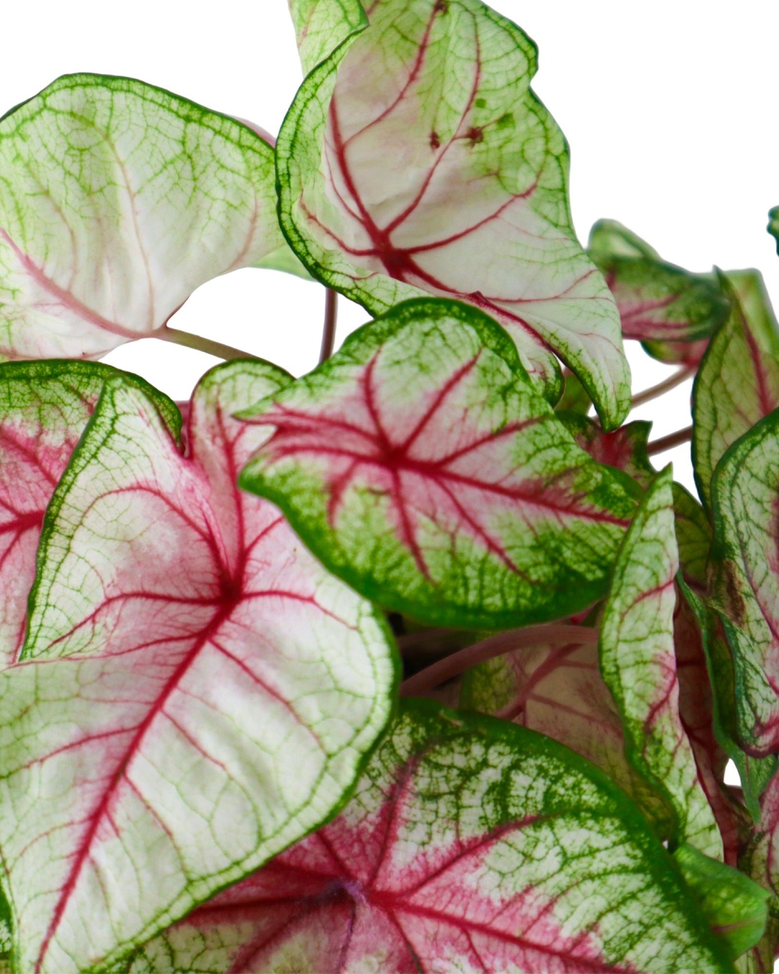 Caladium 'Summer Breeze' - House Plants