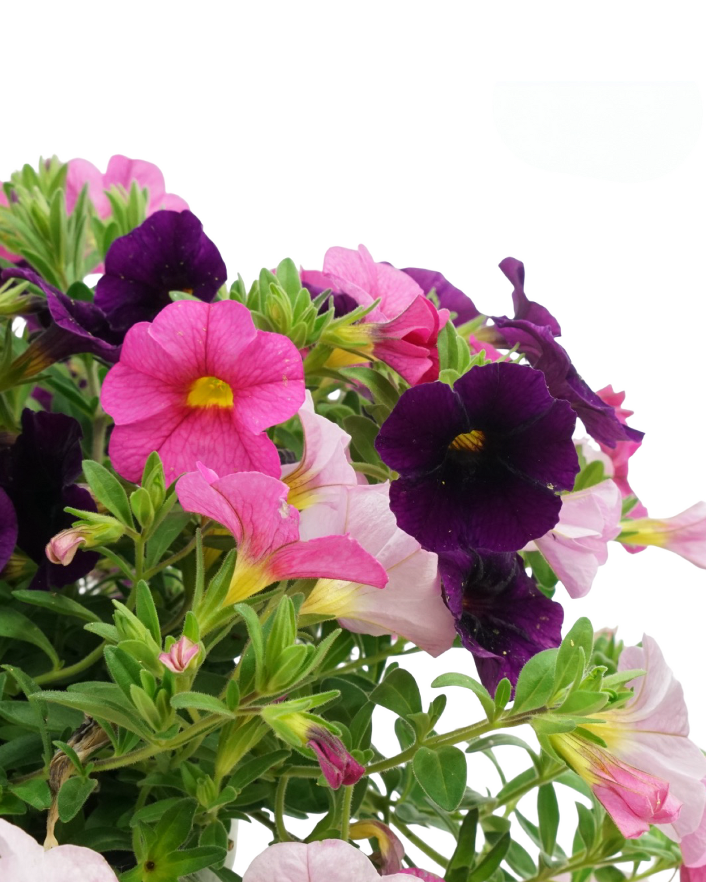 Calibrachoa 'Confetti Garden® Hawaiian Flamingo' - Annuals