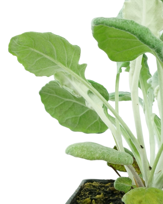 Senecio cineraria 'Cirrus'