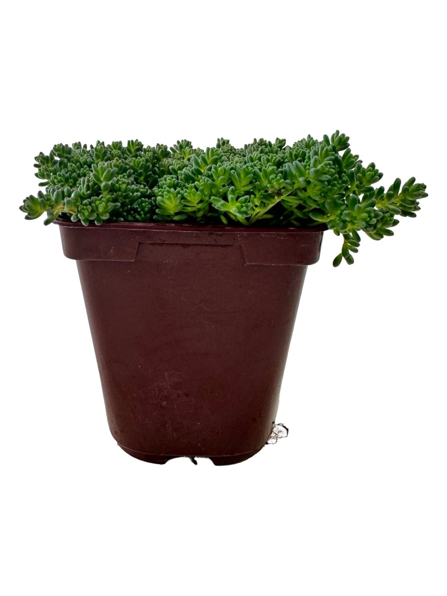 Sedum album 'Orange Ice' - Groundcovers