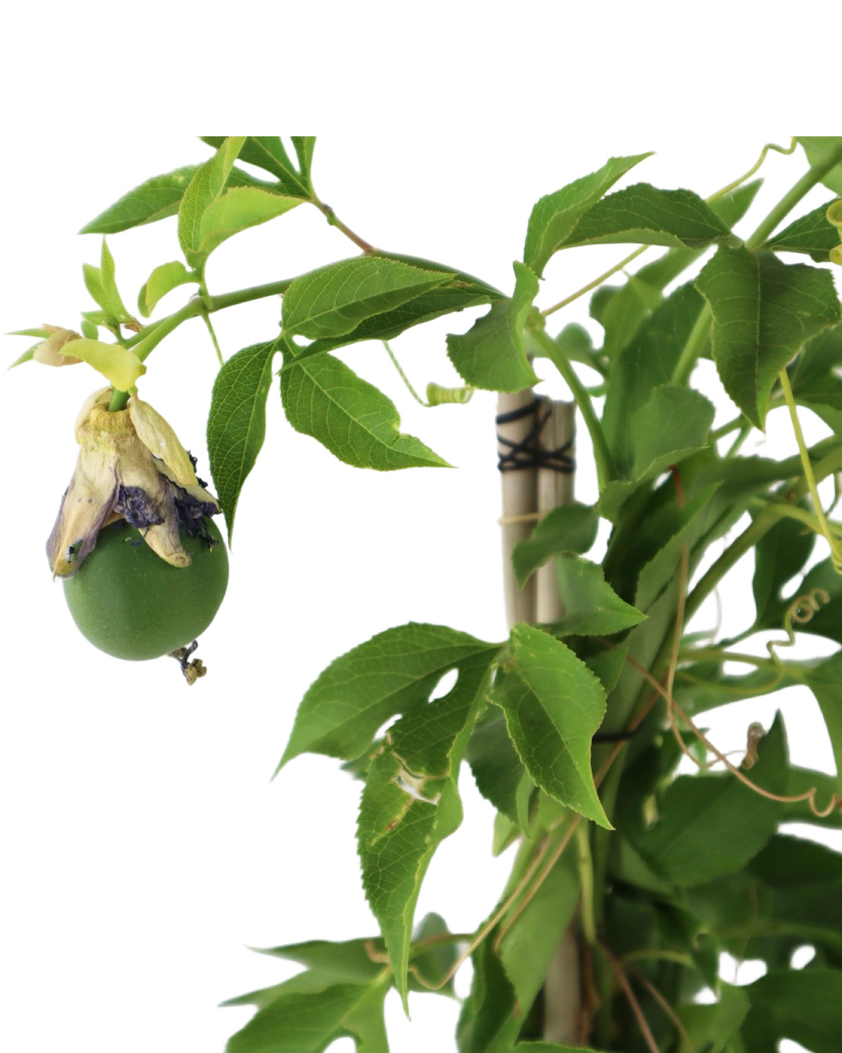 Passiflora incarnata - Shrubs