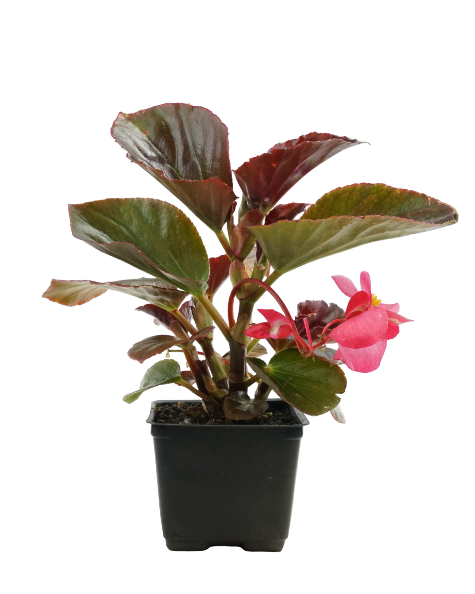 Begonia Whopper 'Rose Bronze Leaf' - Annuals