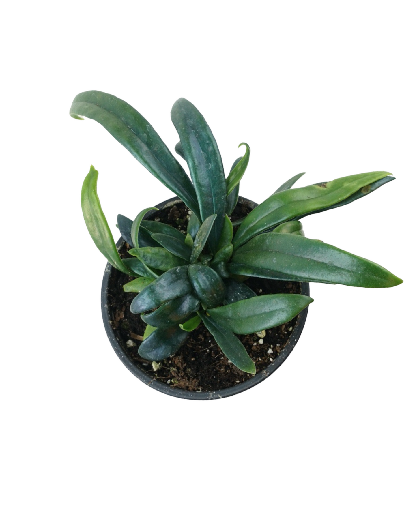 Microsorum thailandicum