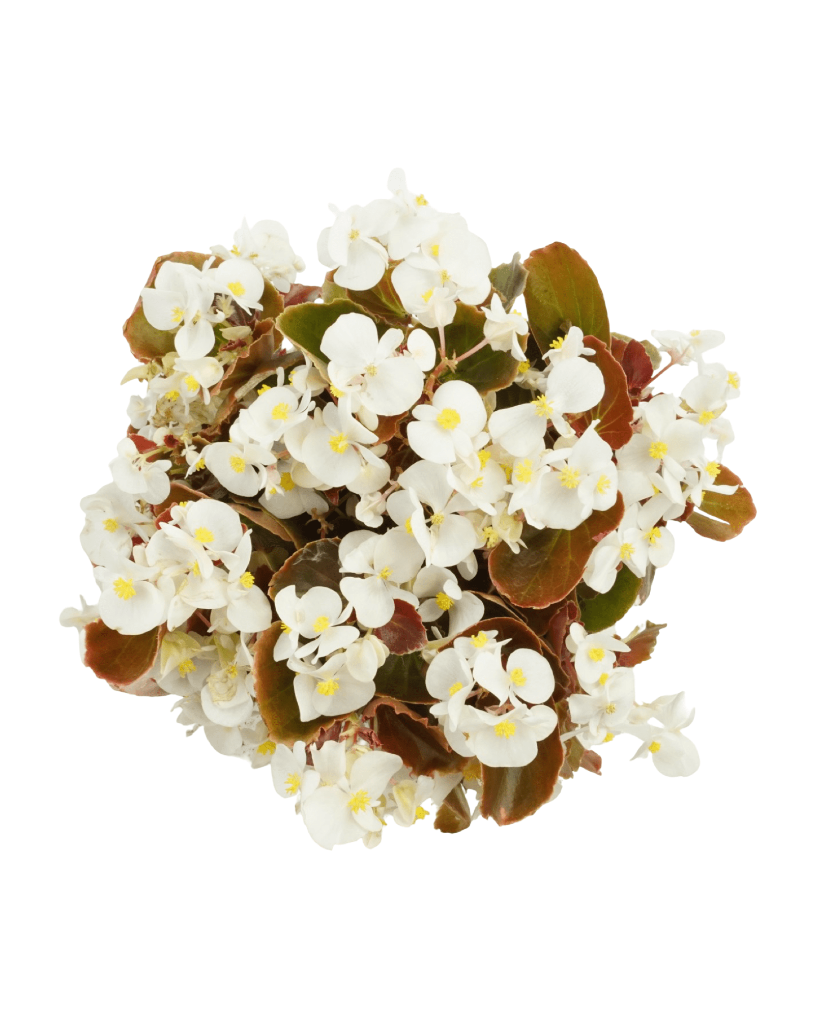 Begonia 'Cocktail Bronze Whiskey' - The Garden Corner