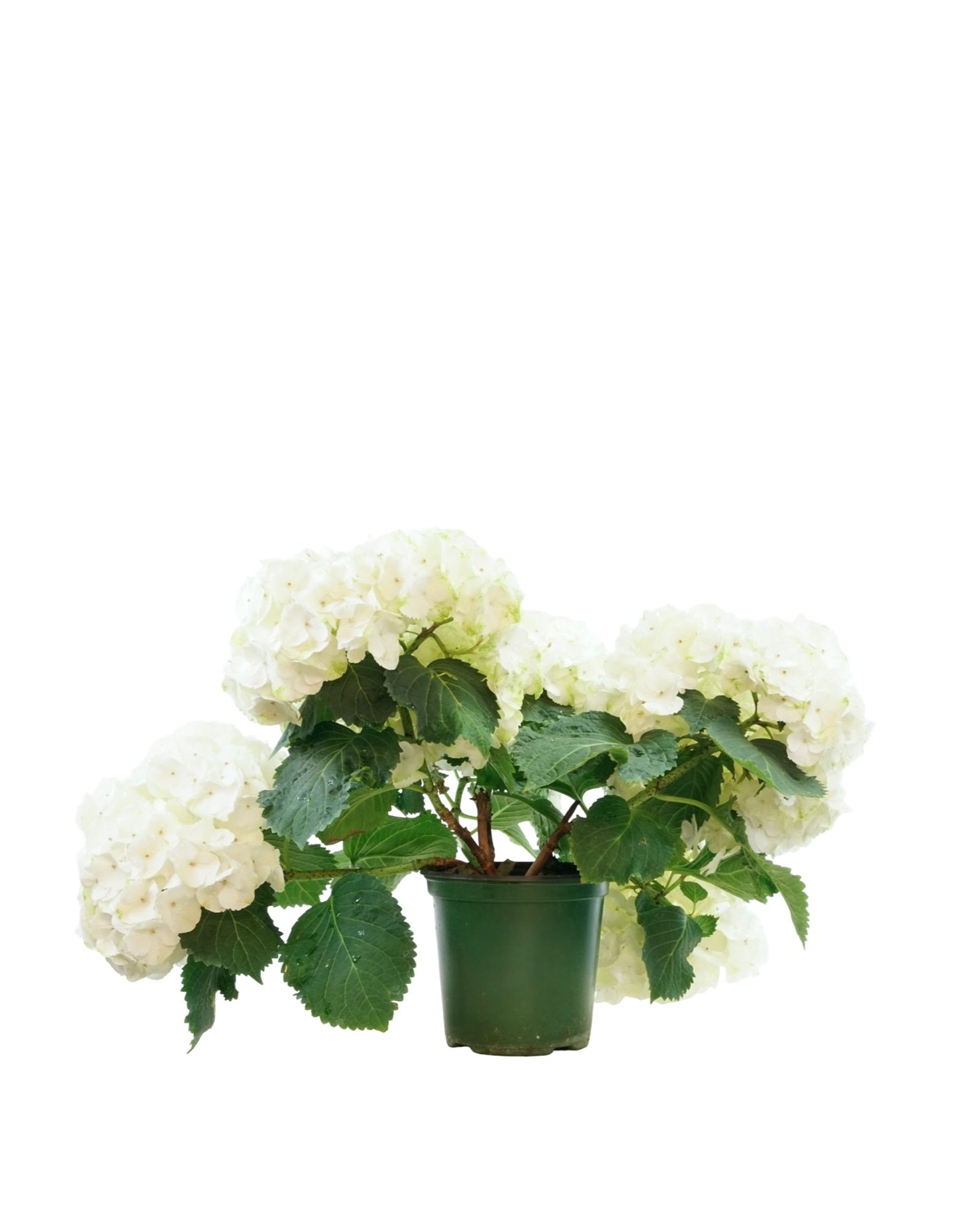 Hydrangea macrophylla assorted - Shrubs