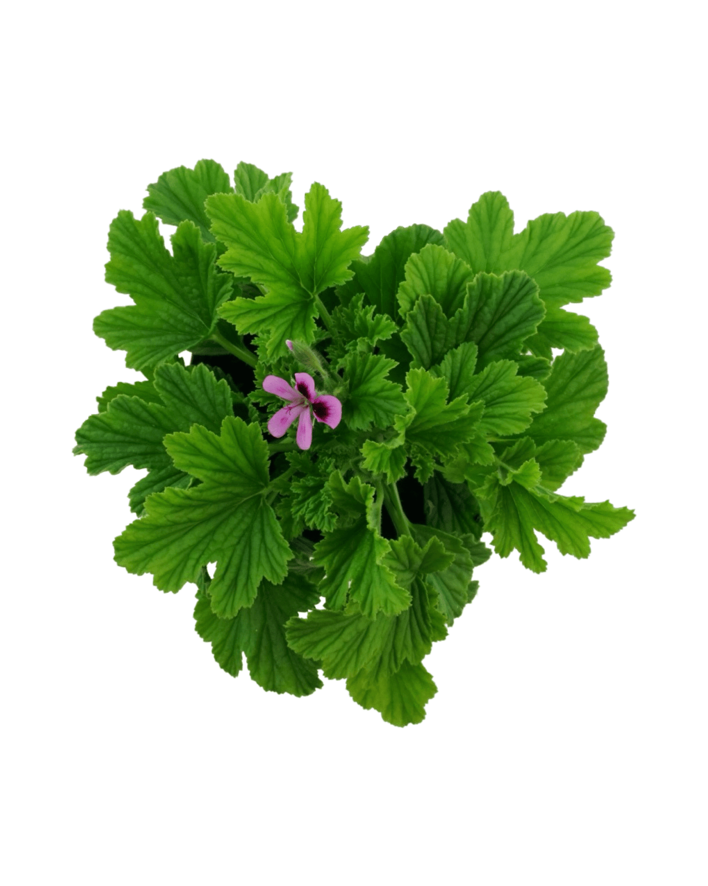 Pelargonium 'Orange Fizz' - The Garden Corner
