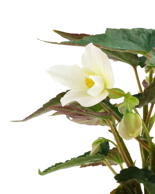 Begonia boliviensis, Assorted - The Garden Corner