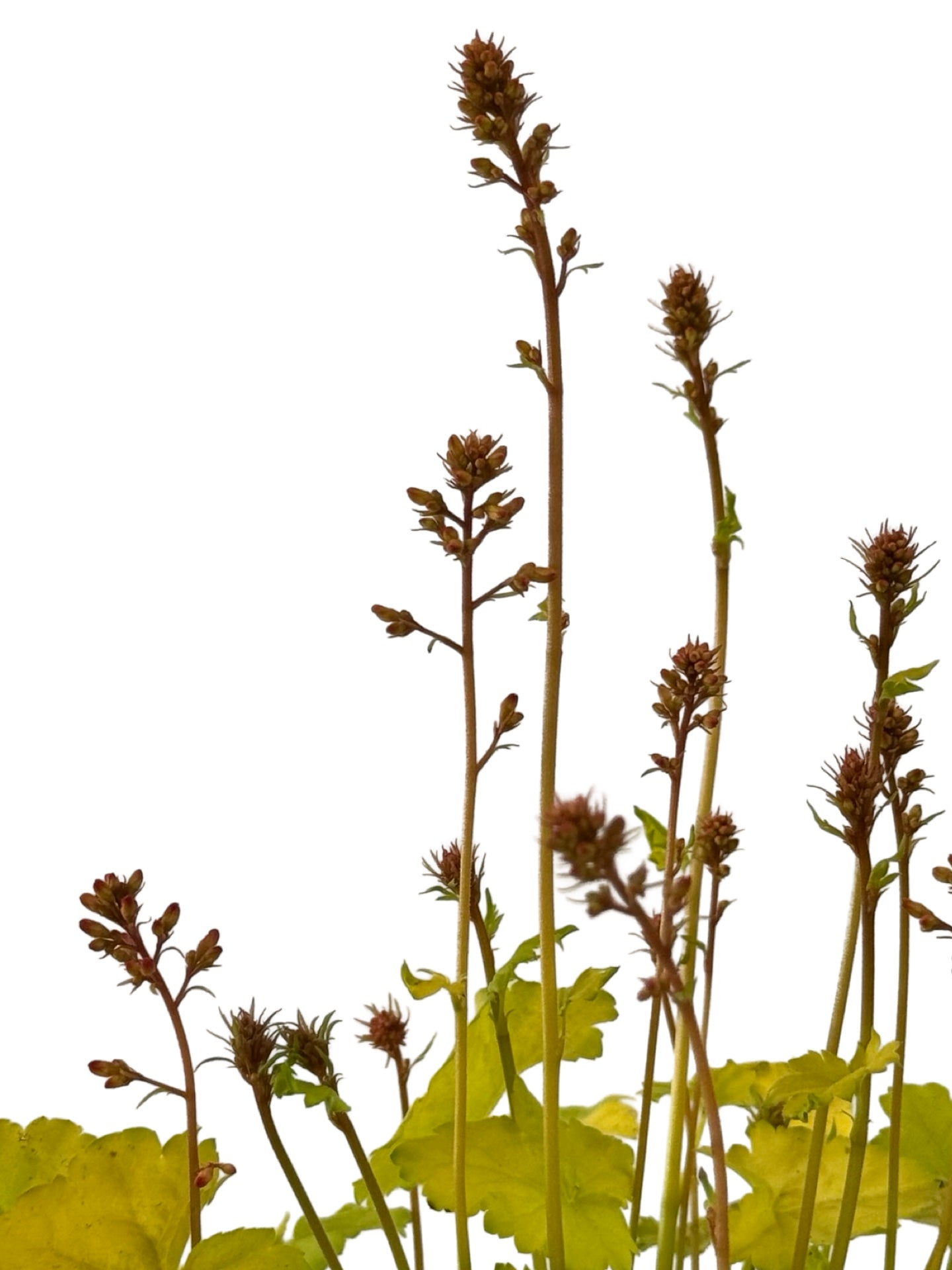 Heuchera Little Cuties™ 'Sweet Tart' - Perennials