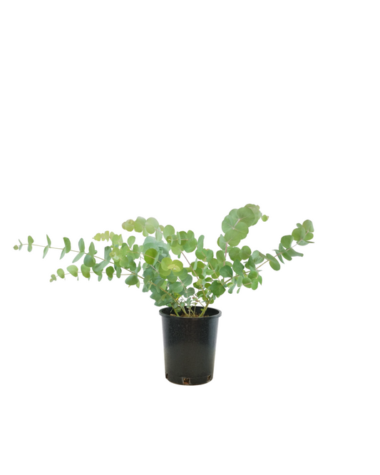 Eucalyptus cinerea