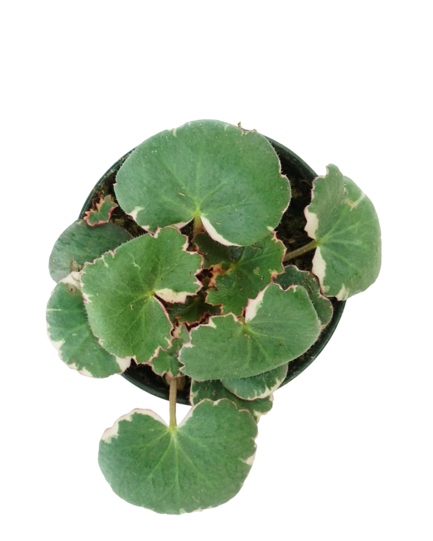 Saxifraga stolonifera 'Tricolor'