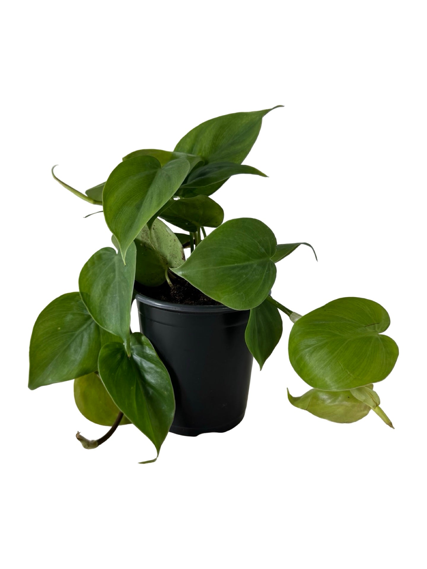 Philodendron cordatum - House Plants