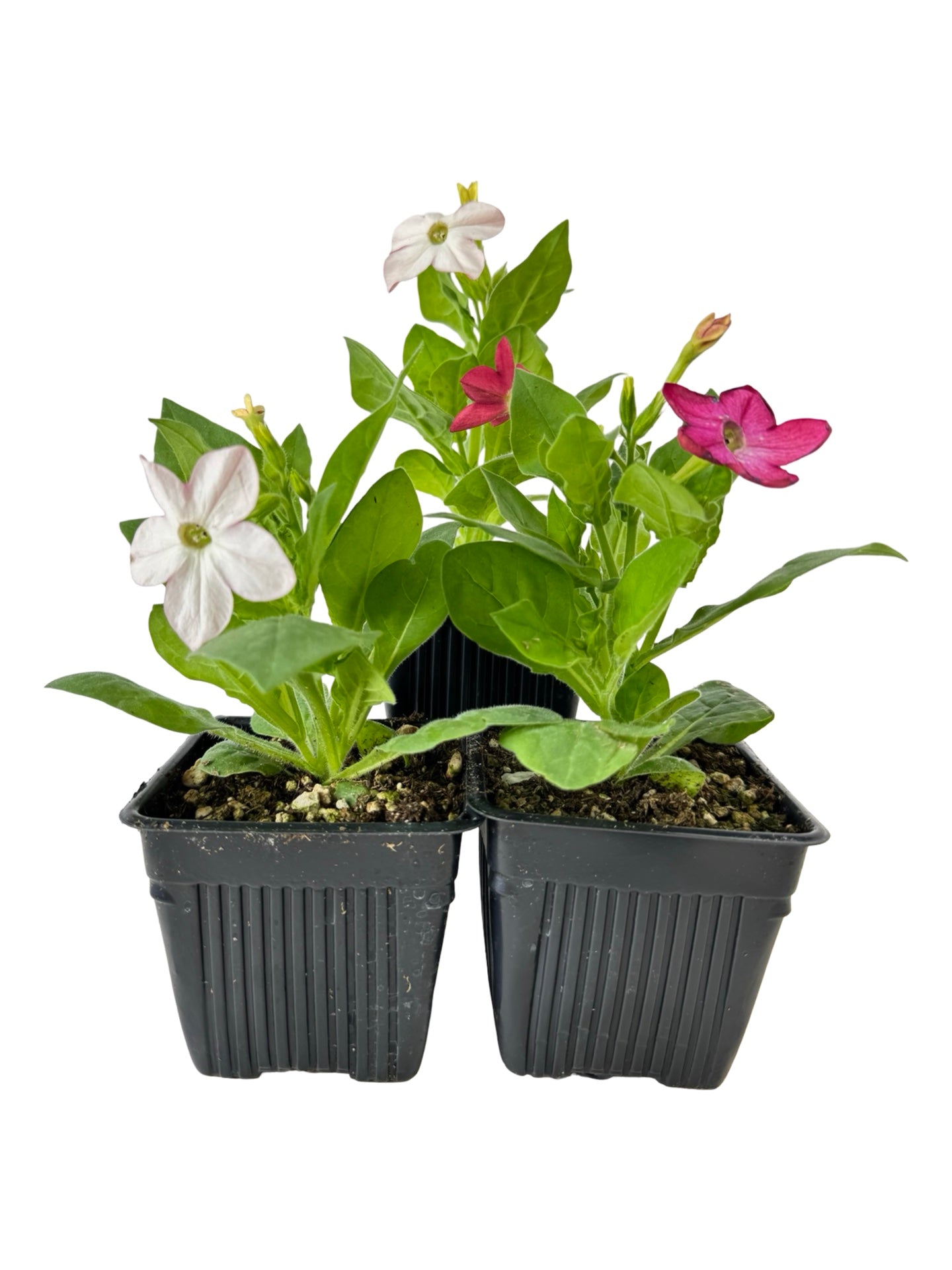 Nicotiana 'Saratoga Mix' - Annuals