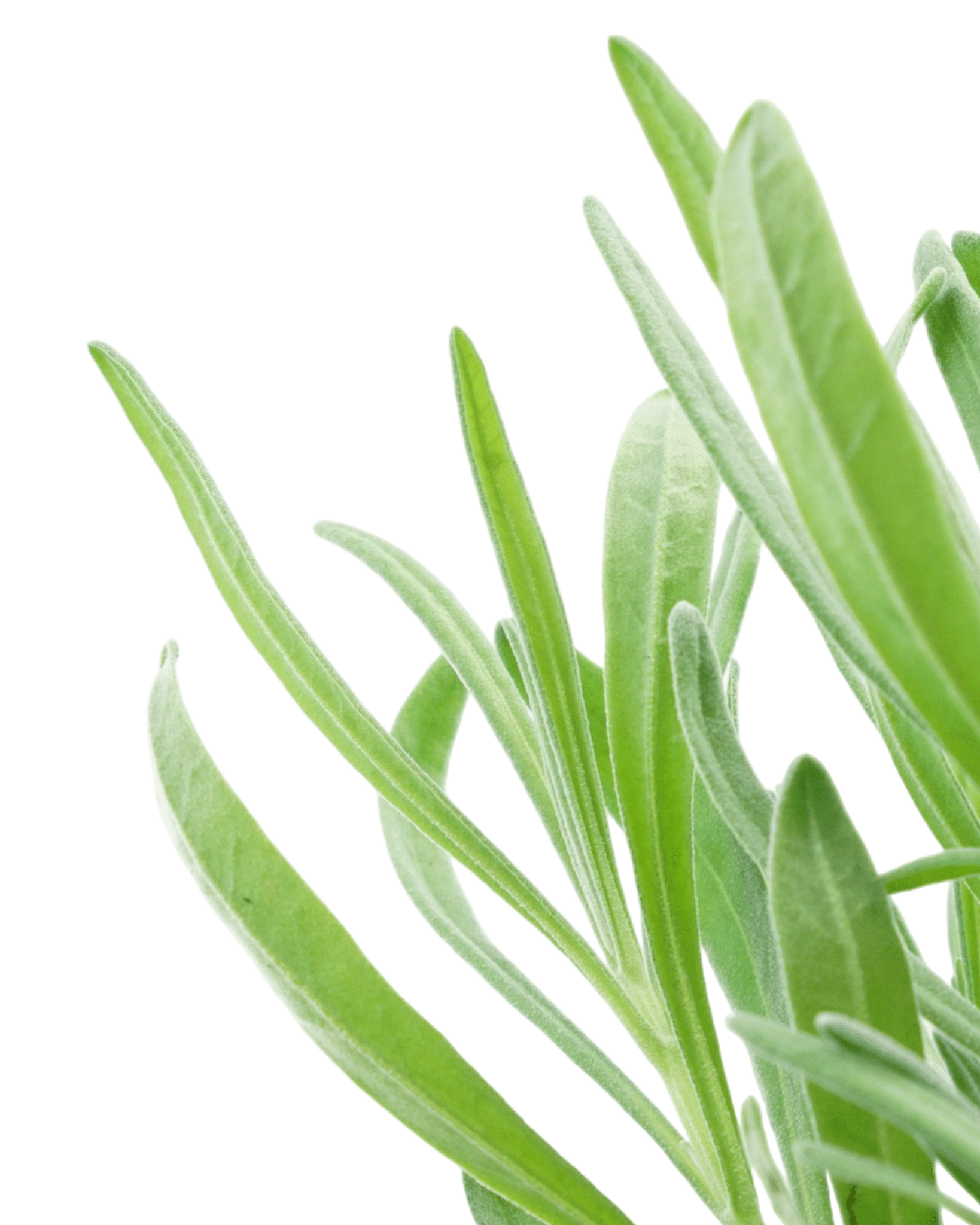 Lavandula x intermedia 'Provence' - The Garden Corner