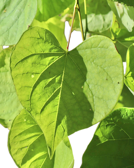 Cercis canadensis Golden Falls® - Trees
