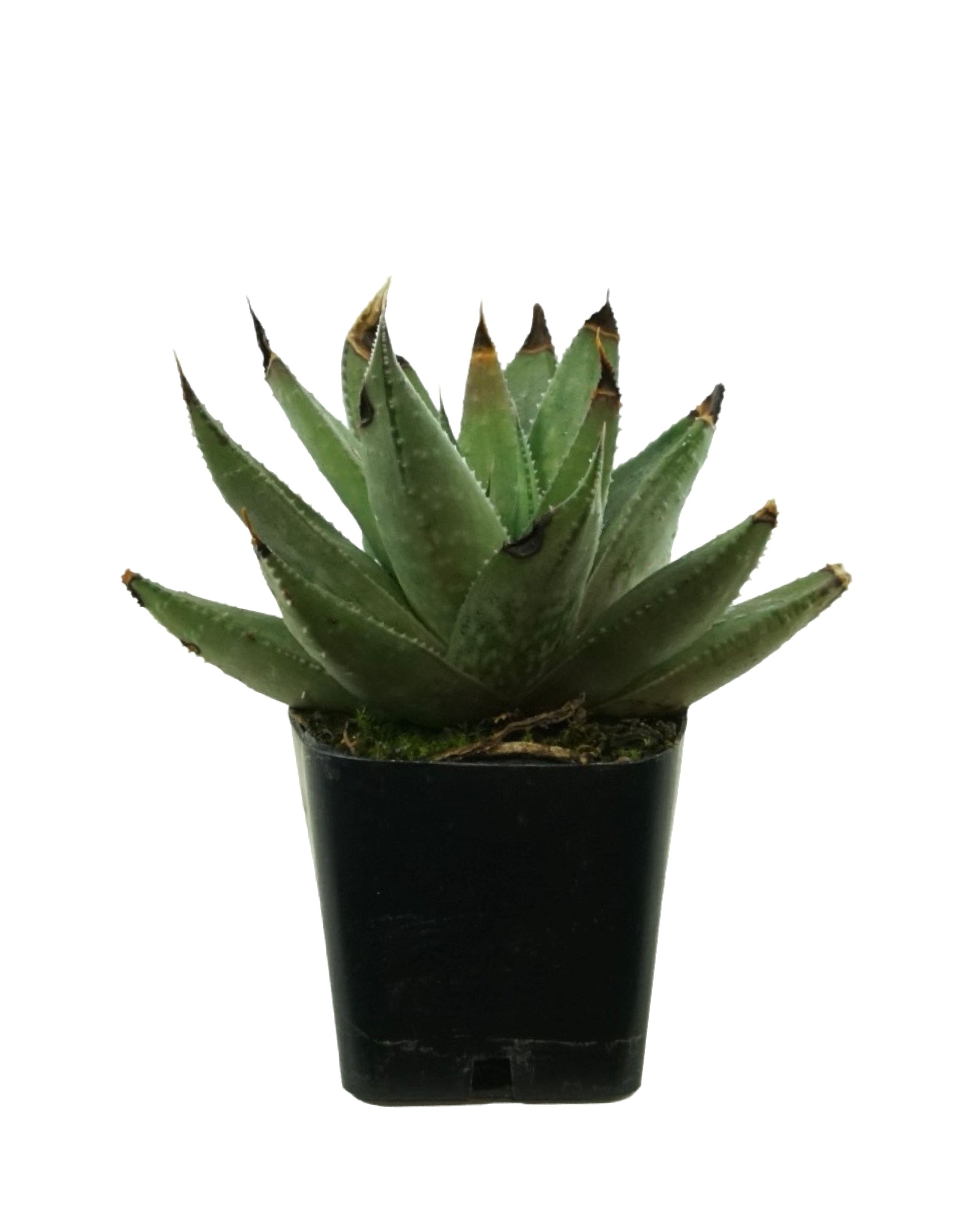 Plant Poppers 2 Inch - Tropical Plants