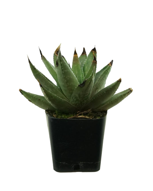 Plant Poppers 2 Inch - Tropical Plants