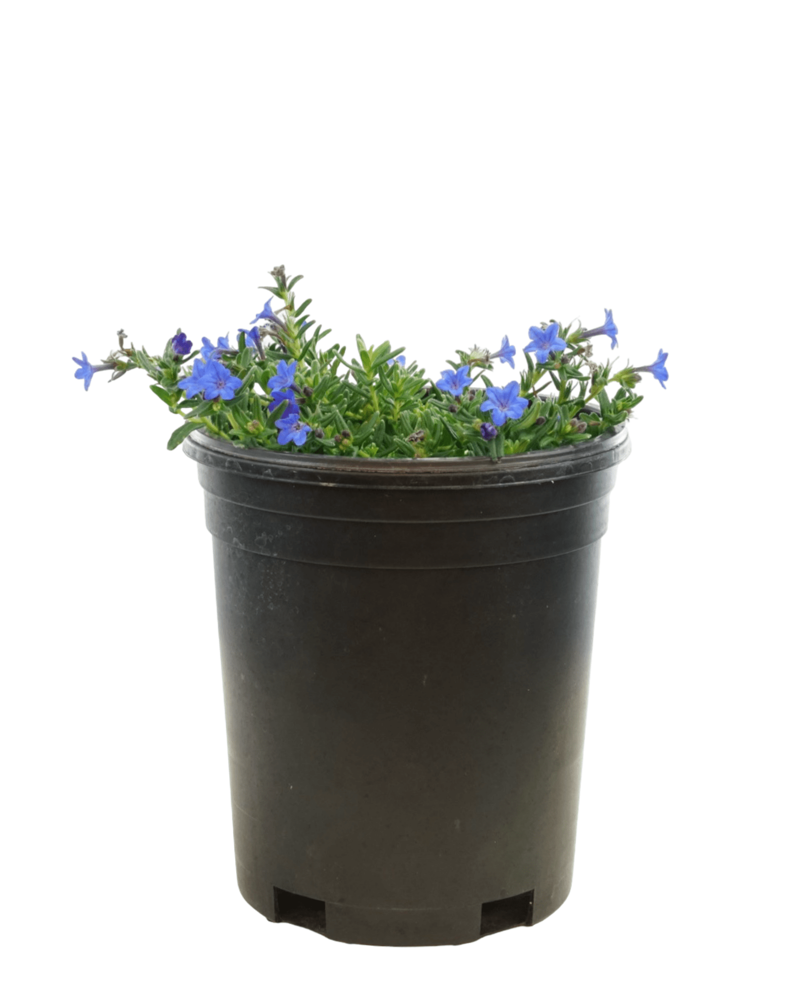 Lithodora diffusa 'Grace Ward' - Perennials