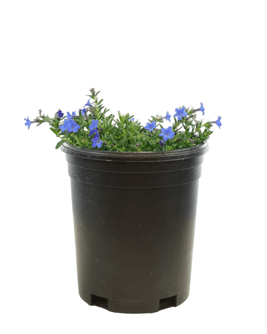 Lithodora diffusa 'Grace Ward' - The Garden Corner