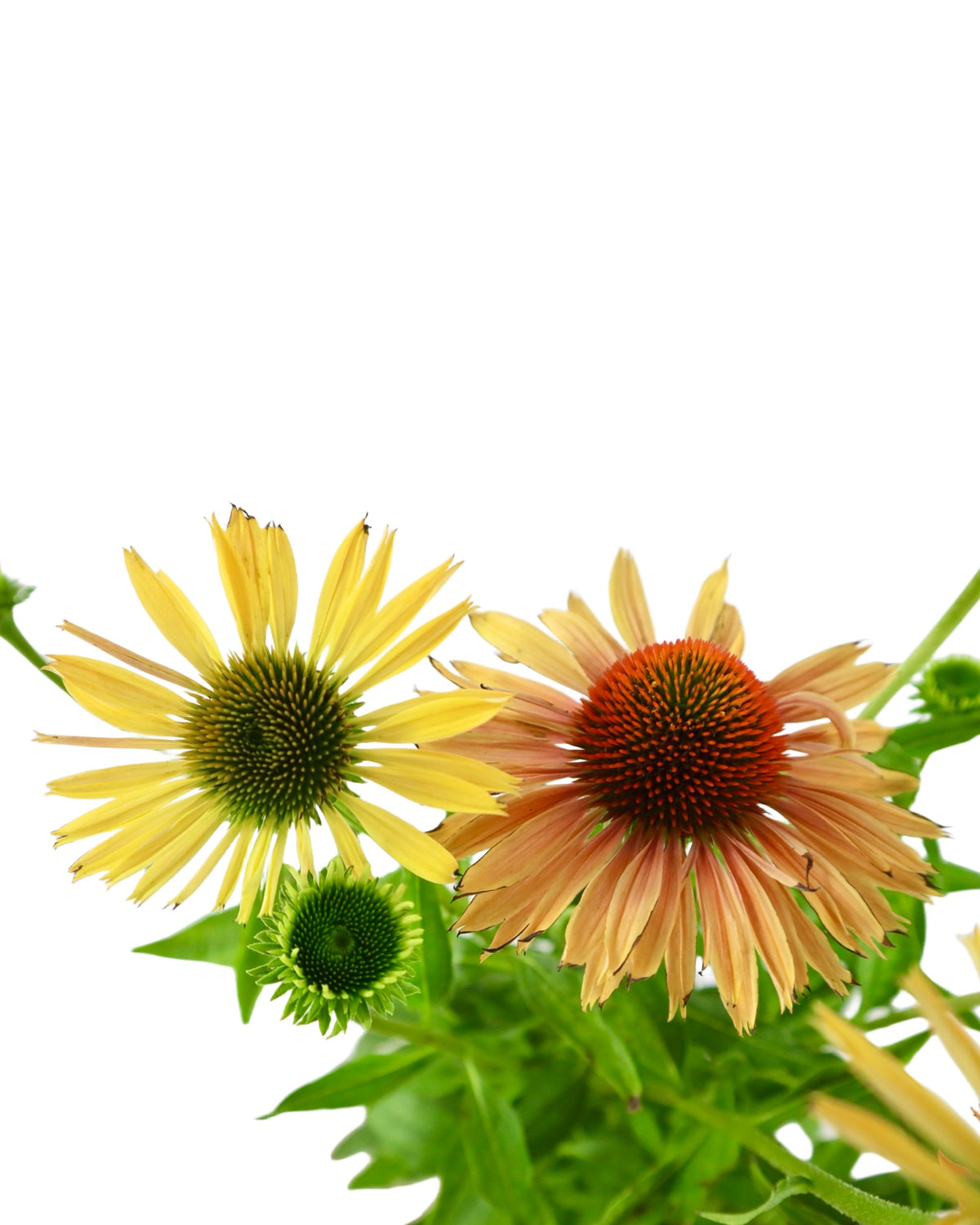 Echinacea 'Big Kahuna' - Perennials