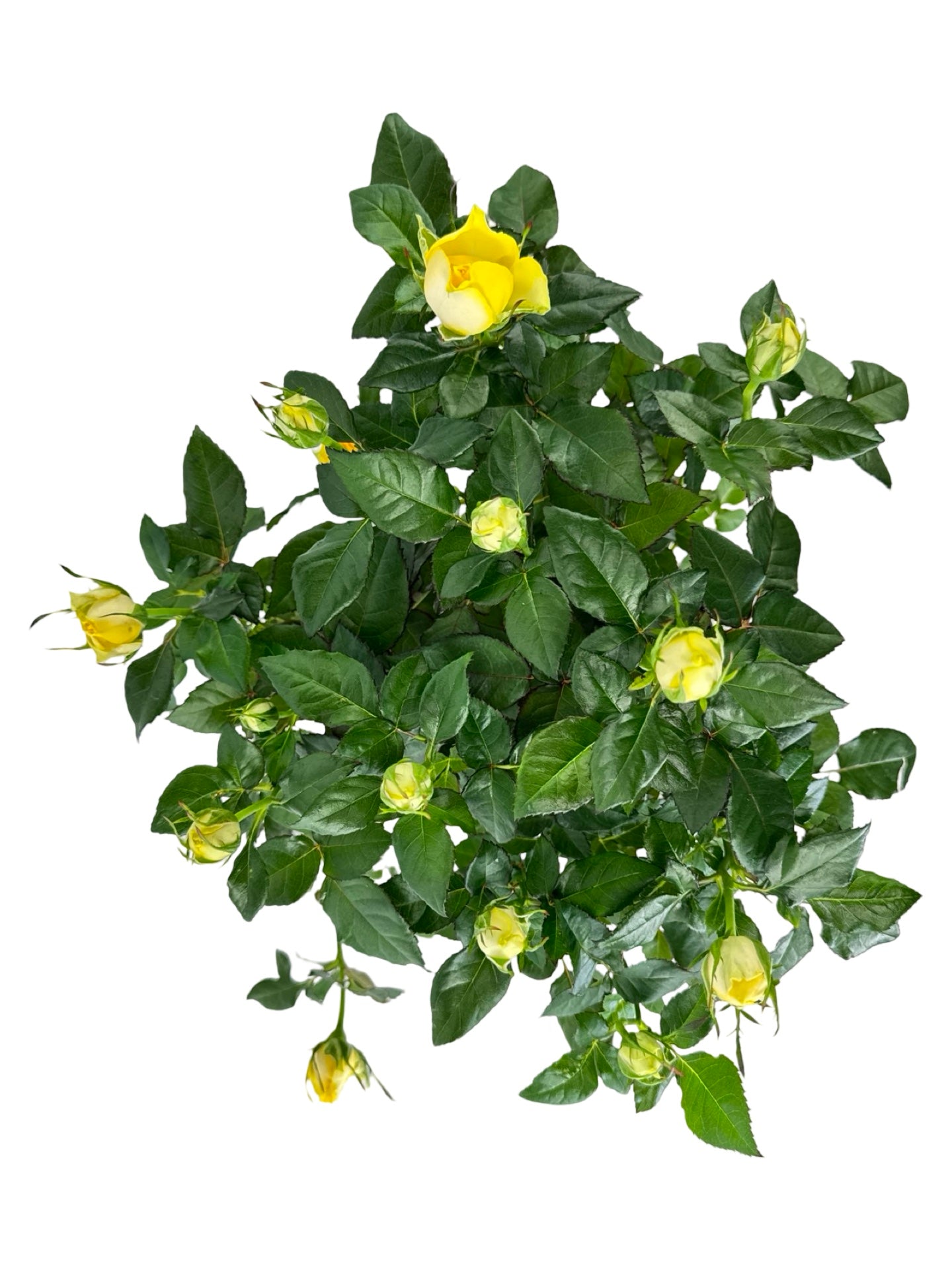 Rosa assorted 'Mini' - House Plants