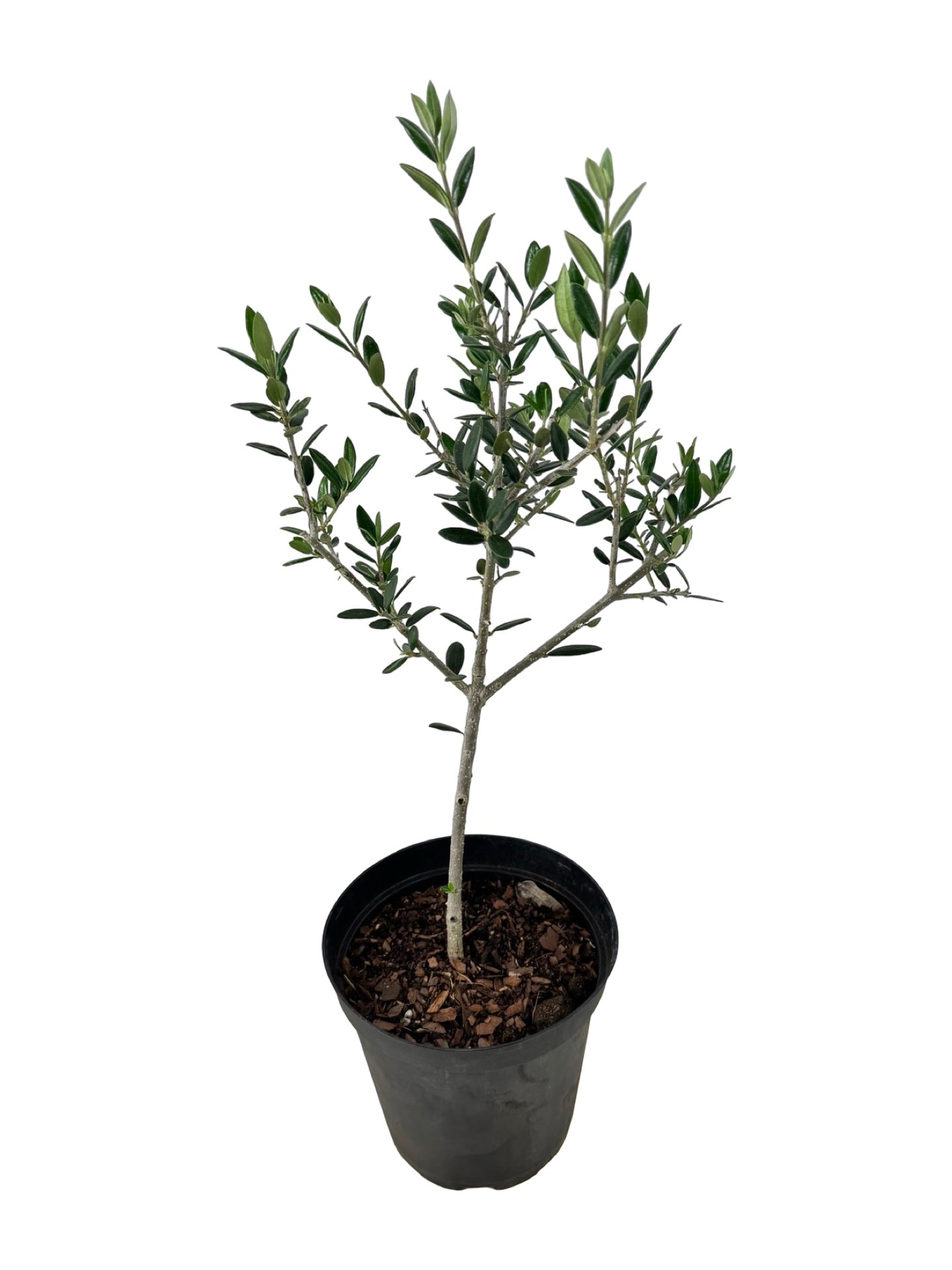 Olea europaea - Shrubs