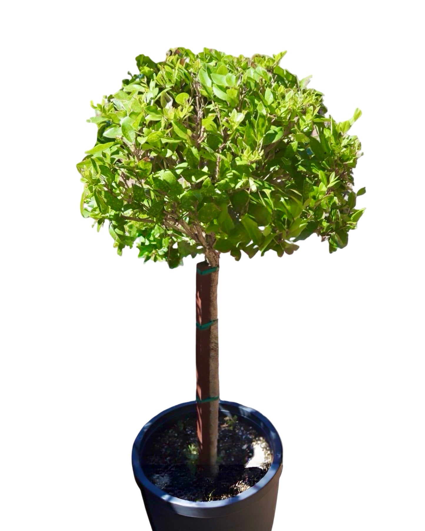 Ligustrum x vicaryi 1 Gallon - Shrubs