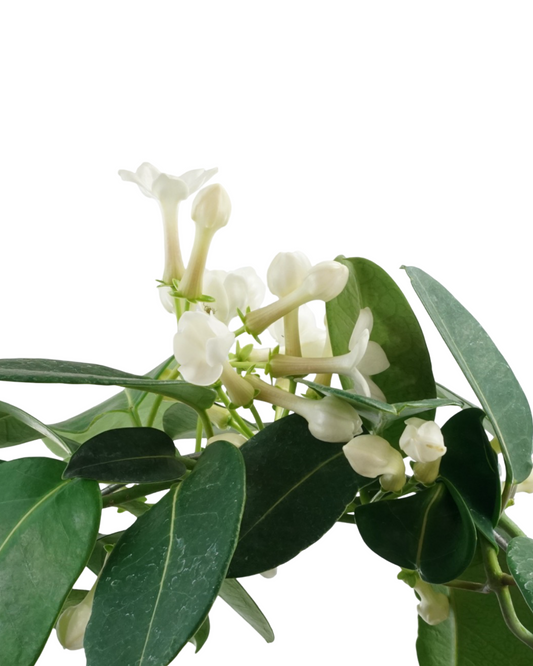 Stephanotis floribunda - House Plants