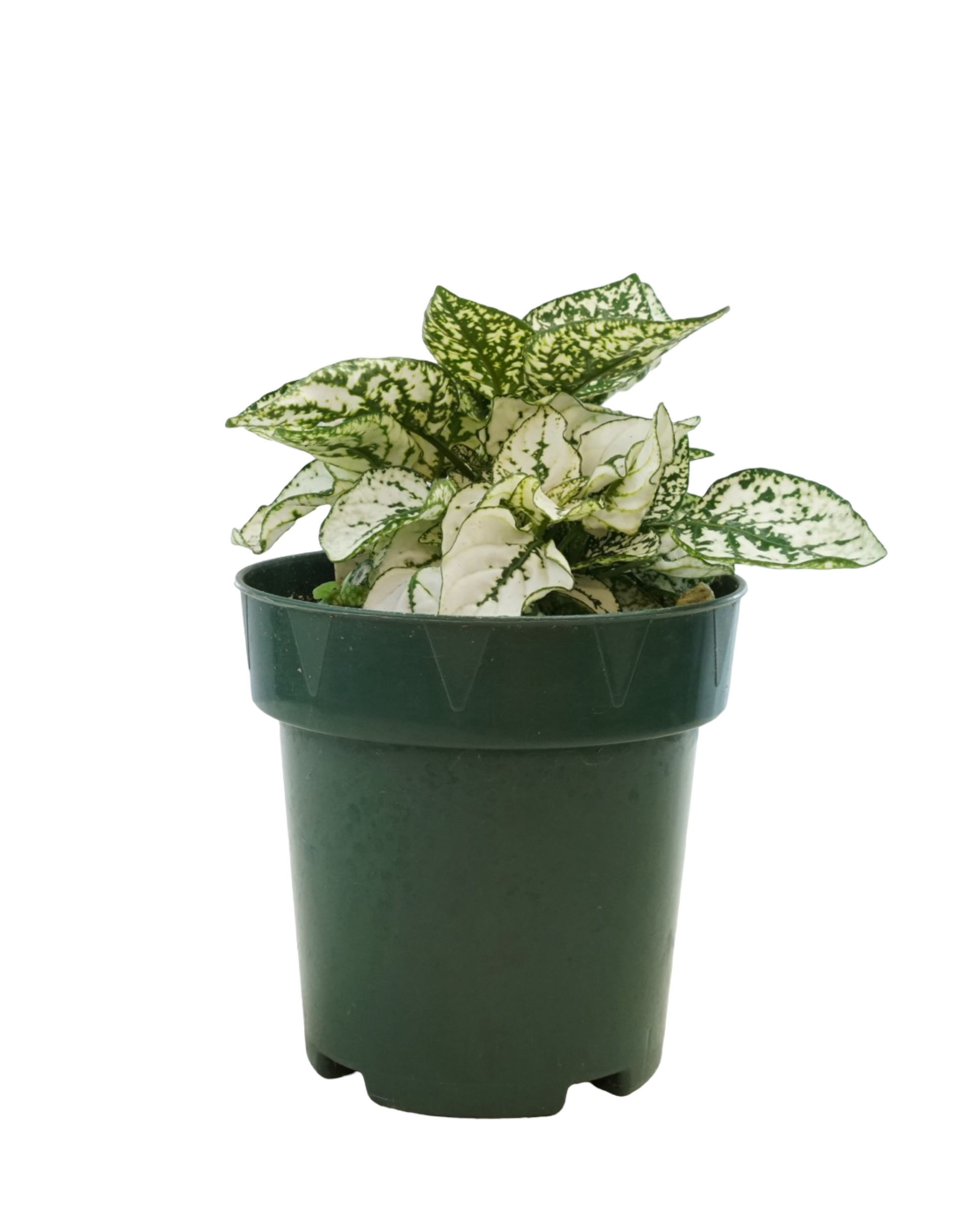 Hypoestes phyllostachya 'White' - House Plants
