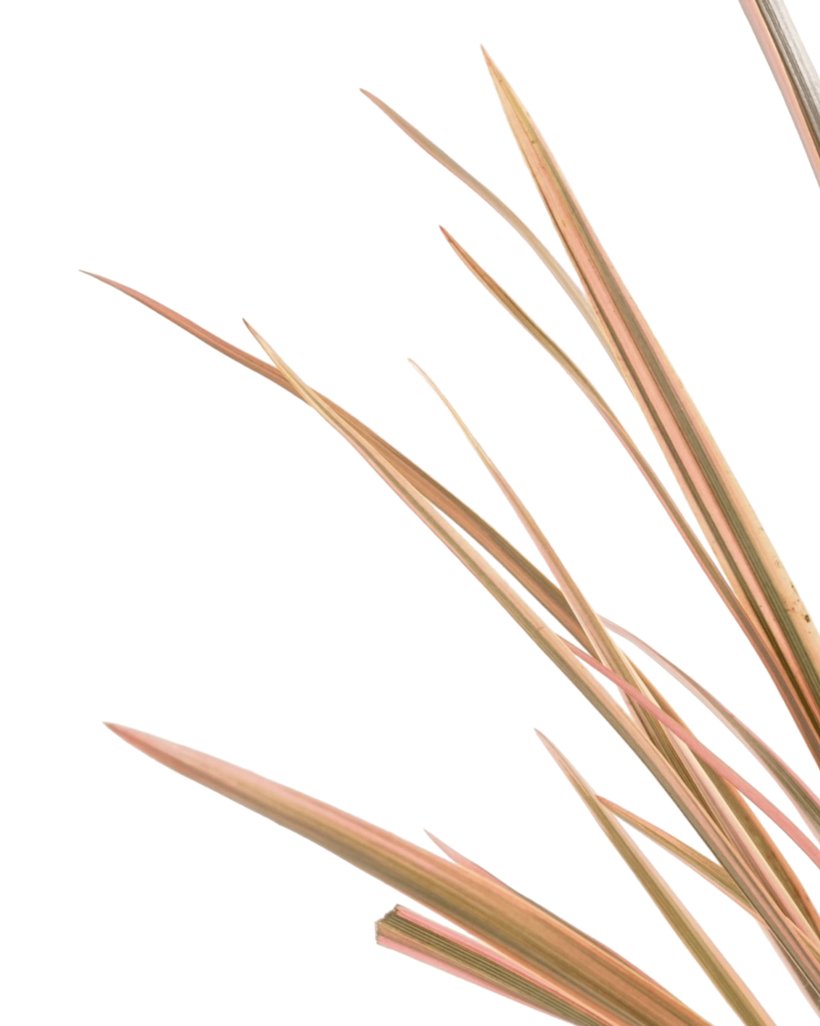 Phormium 'Maori Queen' - The Garden Corner