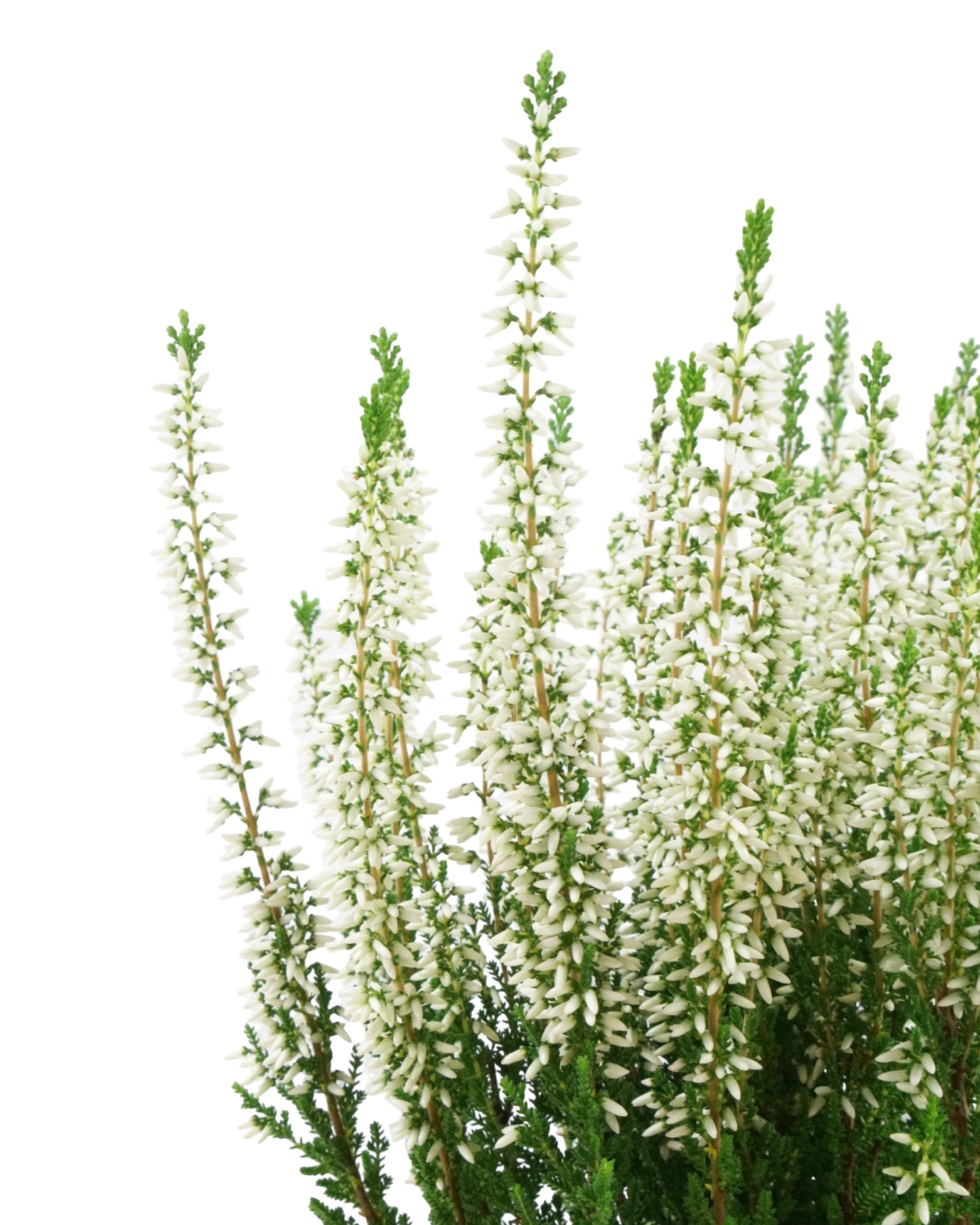 Calluna vulgaris 'Viva'