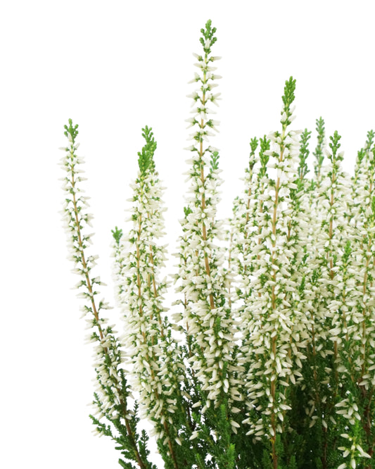Calluna vulgaris 'Viva'