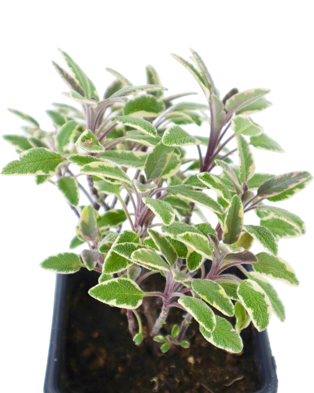 Sage 'Tricolor' - Herbs and Vegetables
