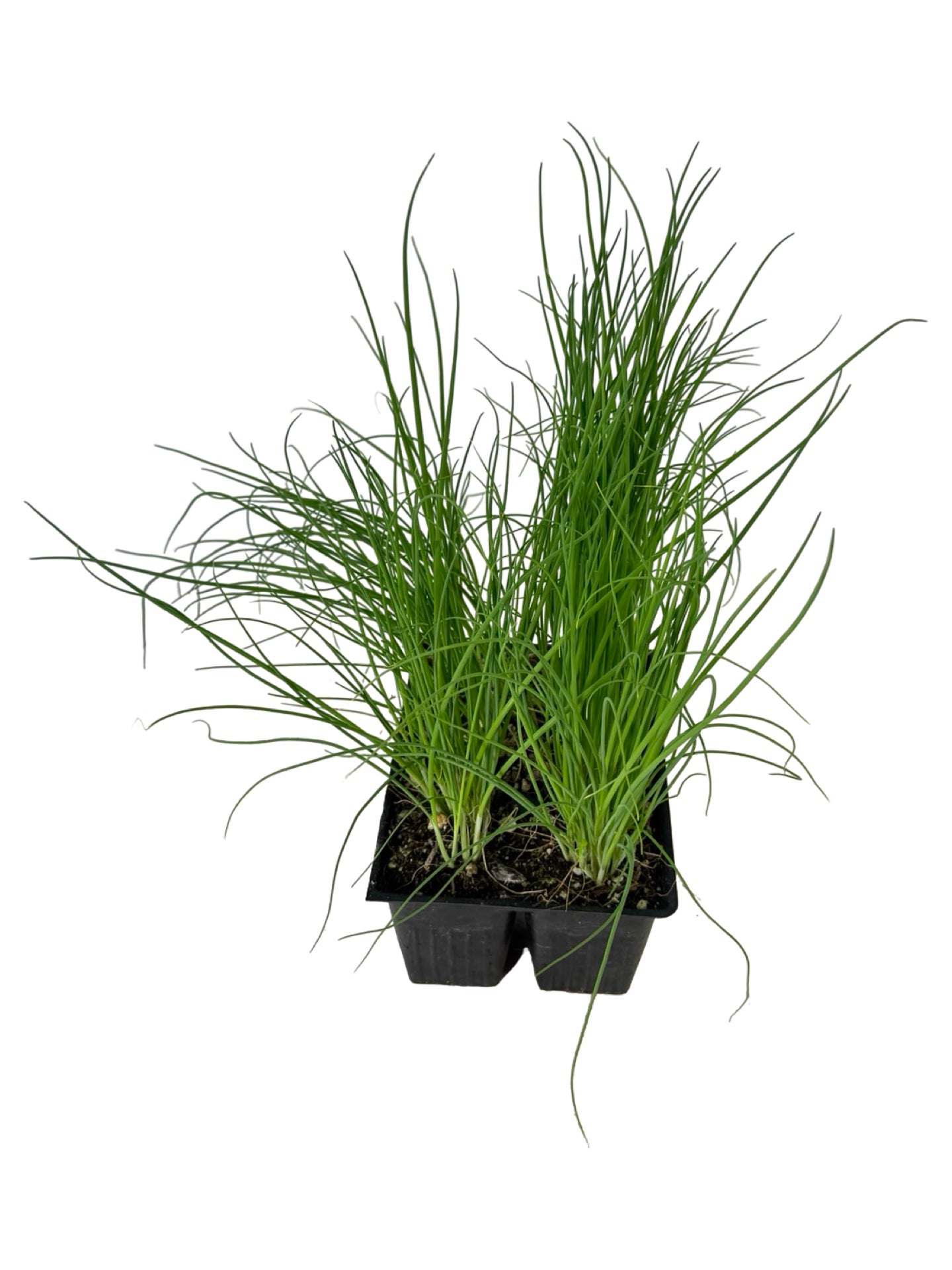 Bunching Onion 'Parade' Organic - Herbs and Vegetables