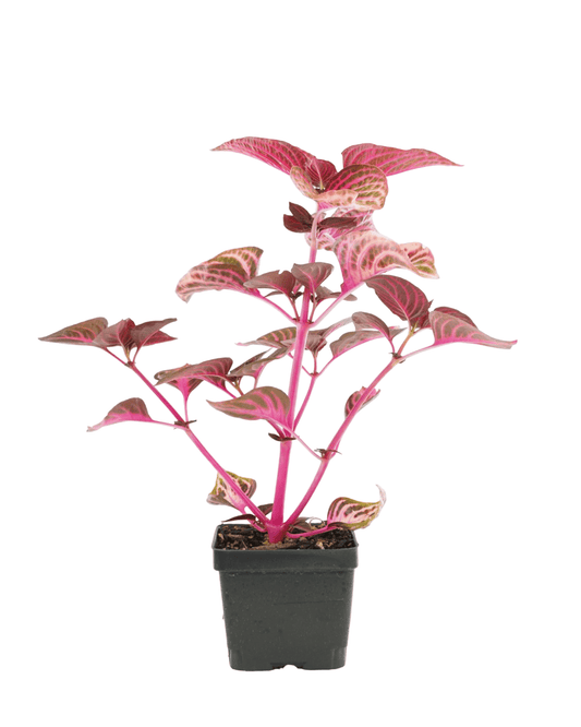 Iresine 'Blazin Rose' - The Garden Corner