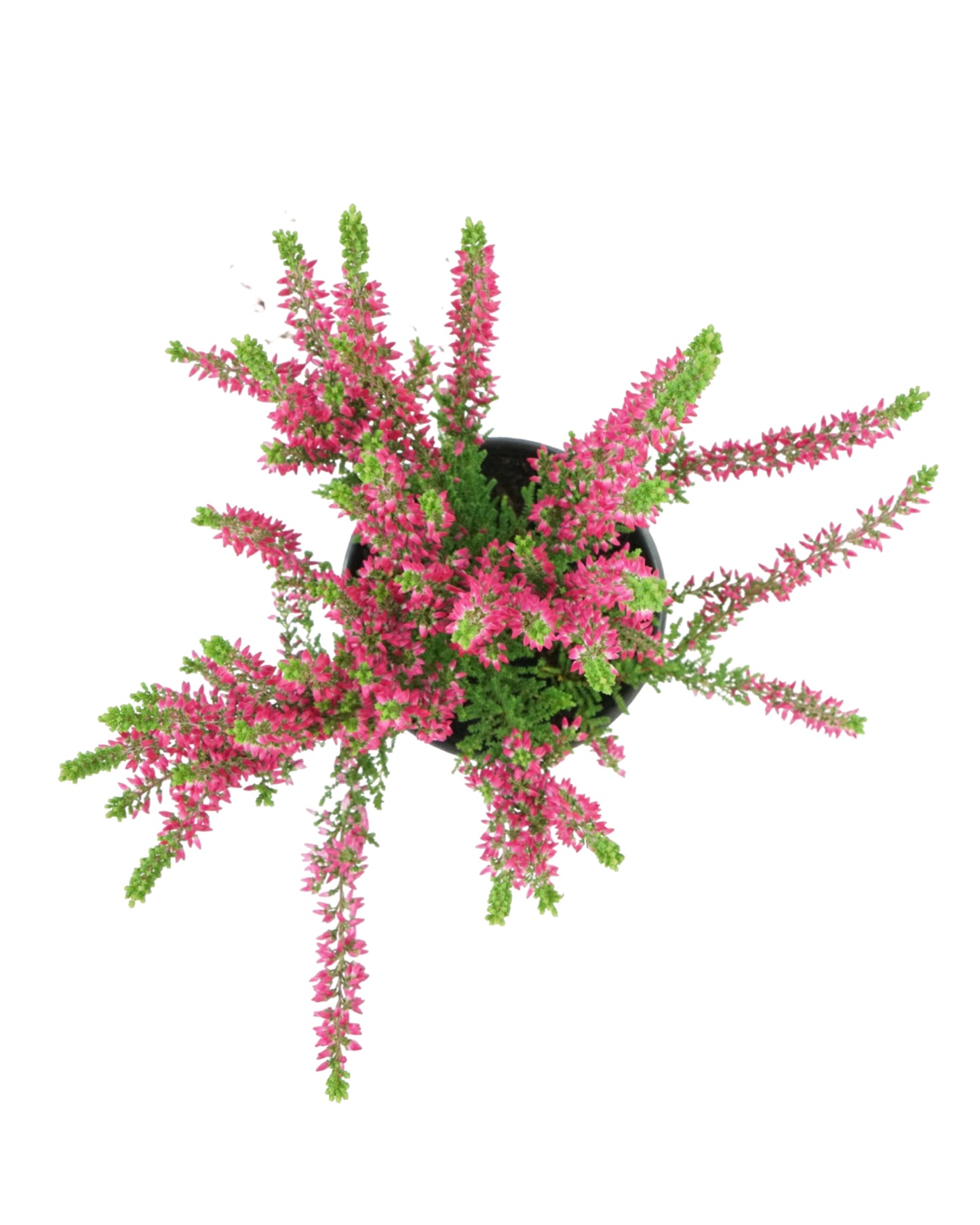 Calluna vulgaris 'Scarlet'