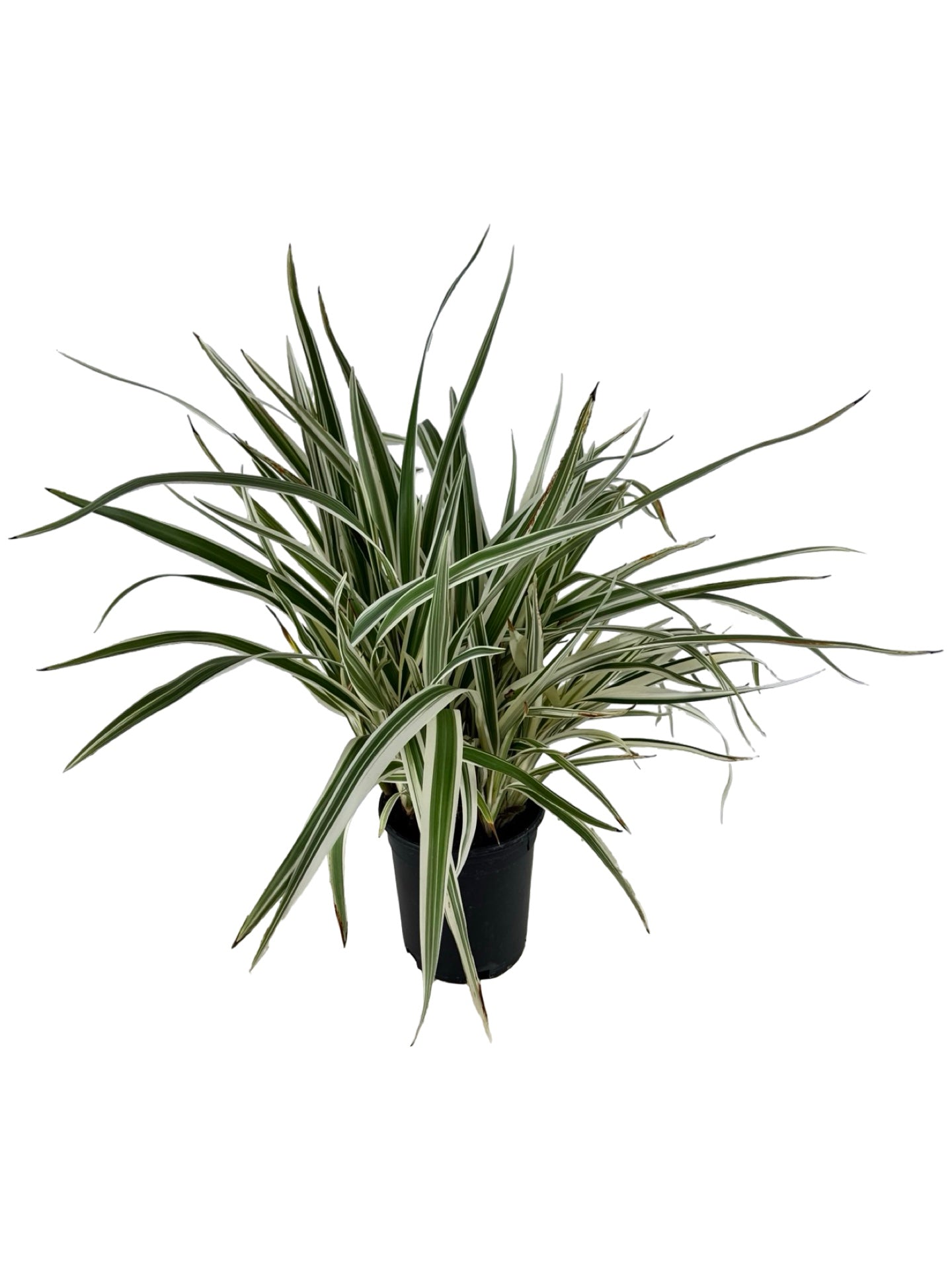 Dianella tasmanica 'Silver Streak' - Perennials