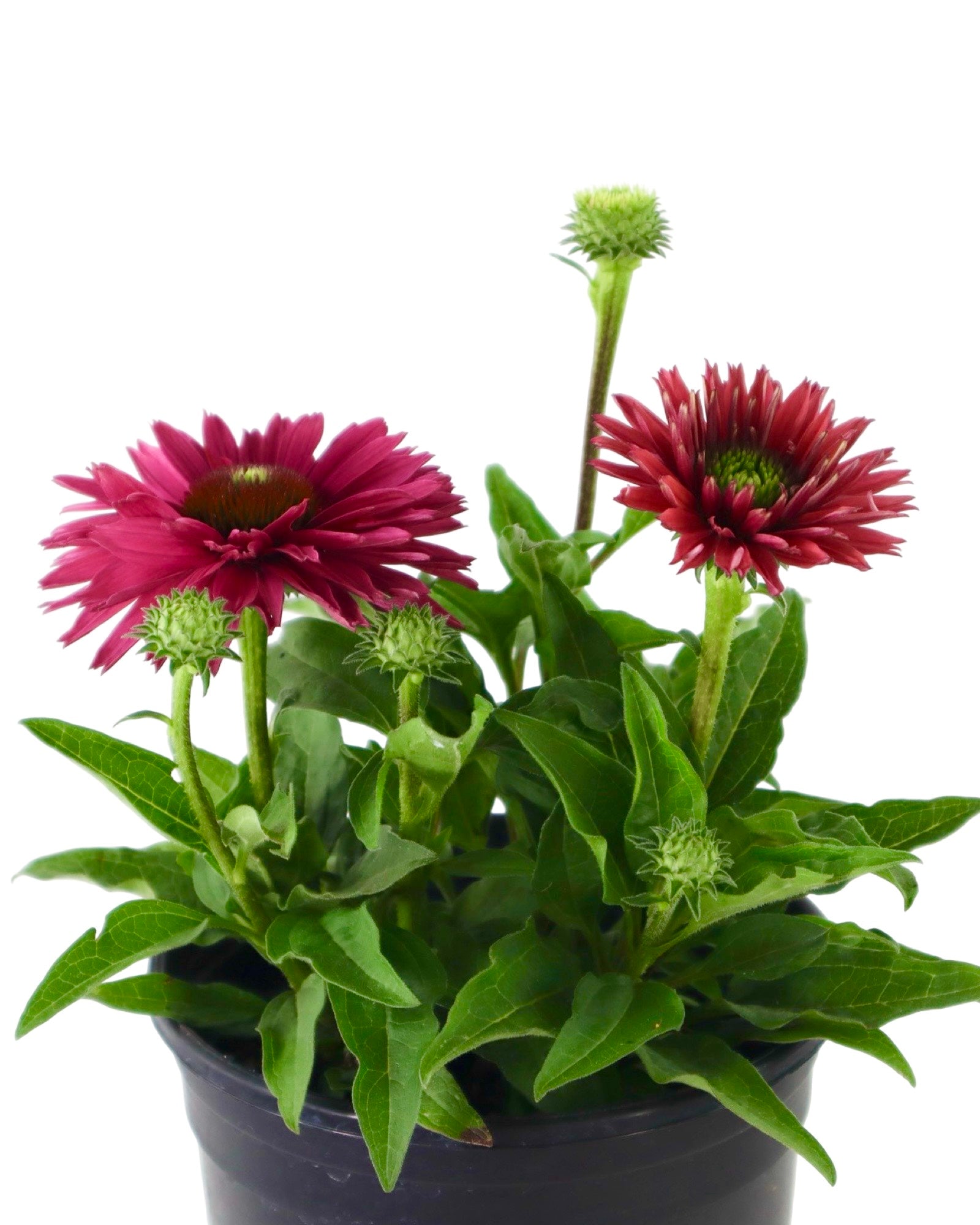 Echinacea SunSeekers® Sweet Fuchsia - Perennials
