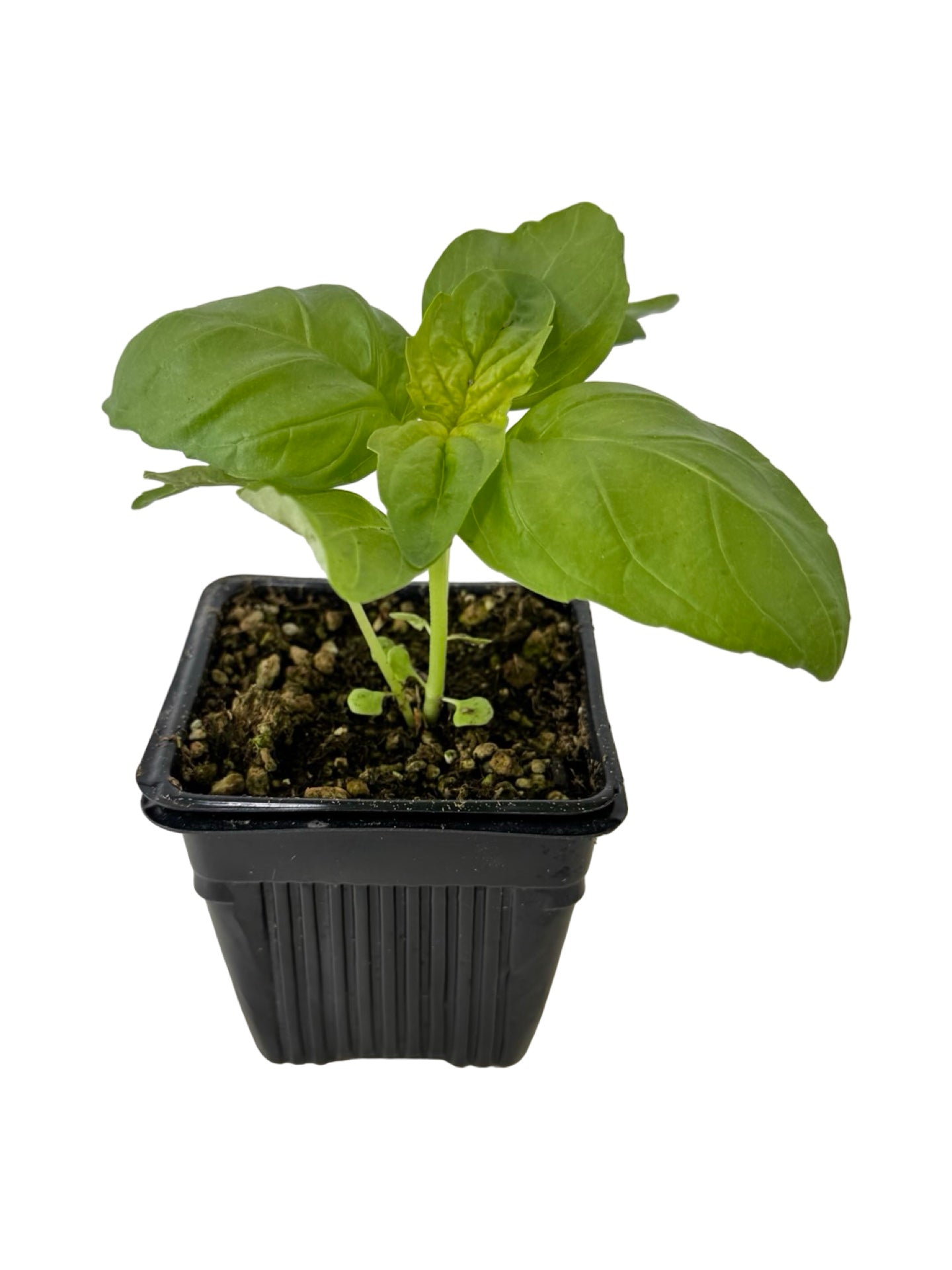 Basil 'Lettuce Leaf' - Herbs and Vegetables