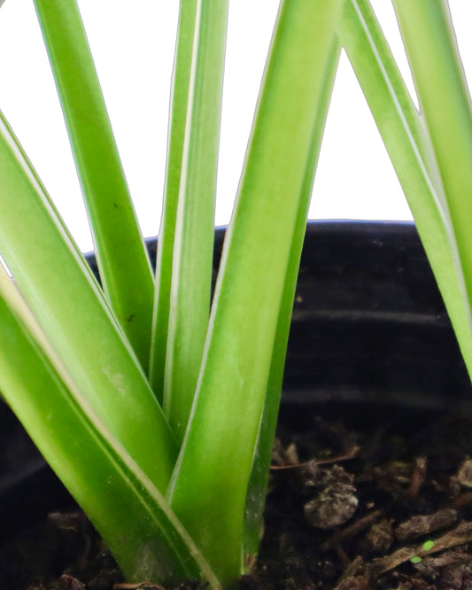 Hosta 'Minuteman' - Perennials